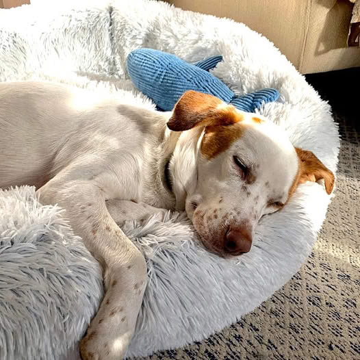 Calming Orthopedic Dog Bed